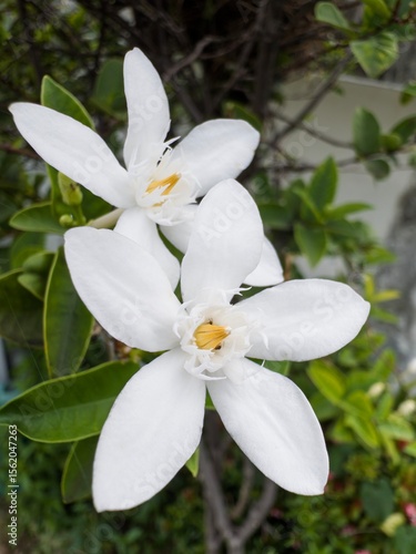 white orchid flower