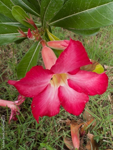 red hibiscus flower