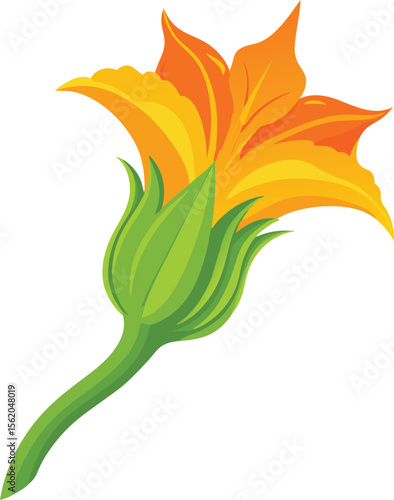 Vibrant orange zucchini flower with green stem and sepals isolated on white