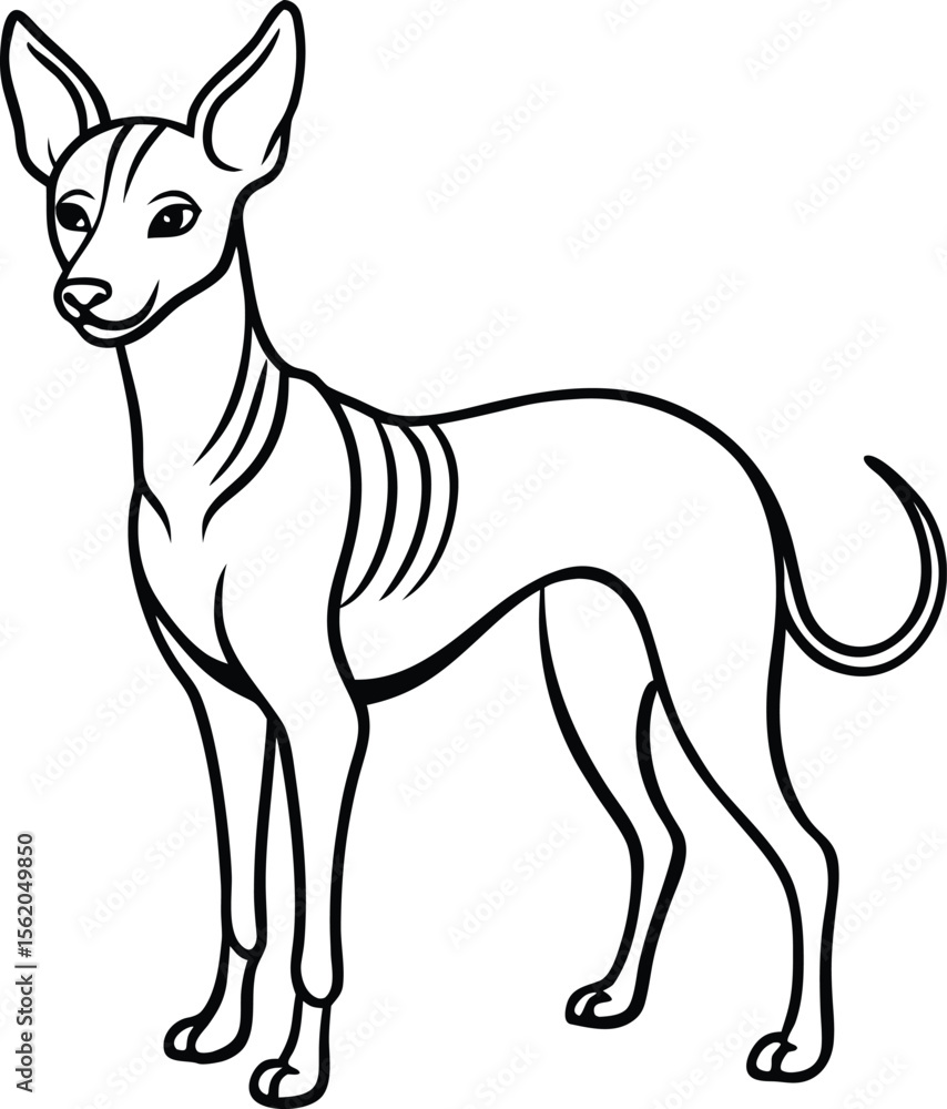 Obraz premium Xoloitzcuintli Standing Vector Illustration of Rare Mexican Hairless Dog Isolated, Xoloitzcuintli Dog Vector, Standing Hairless Dog Clipart, Mexican Dog Breed Illustration