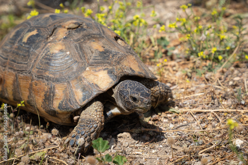 Wild tortoise with a damaged carapace, surviving in Greece's harsh stony terrain Wild tortoise with a damaged carapace, surviving in Greece's harsh stony terrain