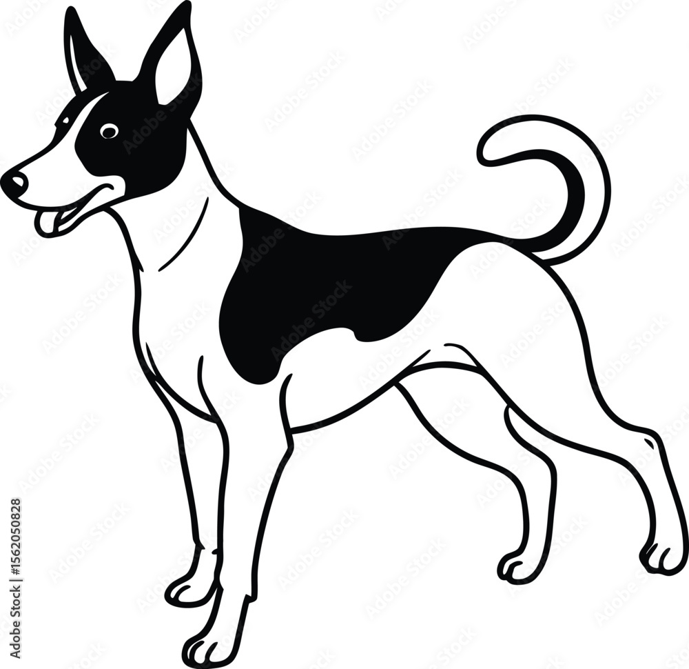Obraz premium Cartoon Basenji Dog Bucking Vector Illustration Isolated on a White Background, Bucking Basenji Dog Clipart, African Dog Breed Vector, Funny Basenji Pet Outline