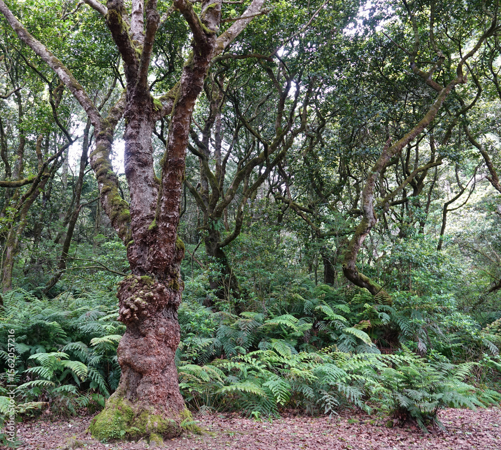 Fototapeta premium Trek à Madère 2025 - Jour 3 (parc forestier de Pico Das Pedras, parc forestier de Queimadas, Pico Ruivo)