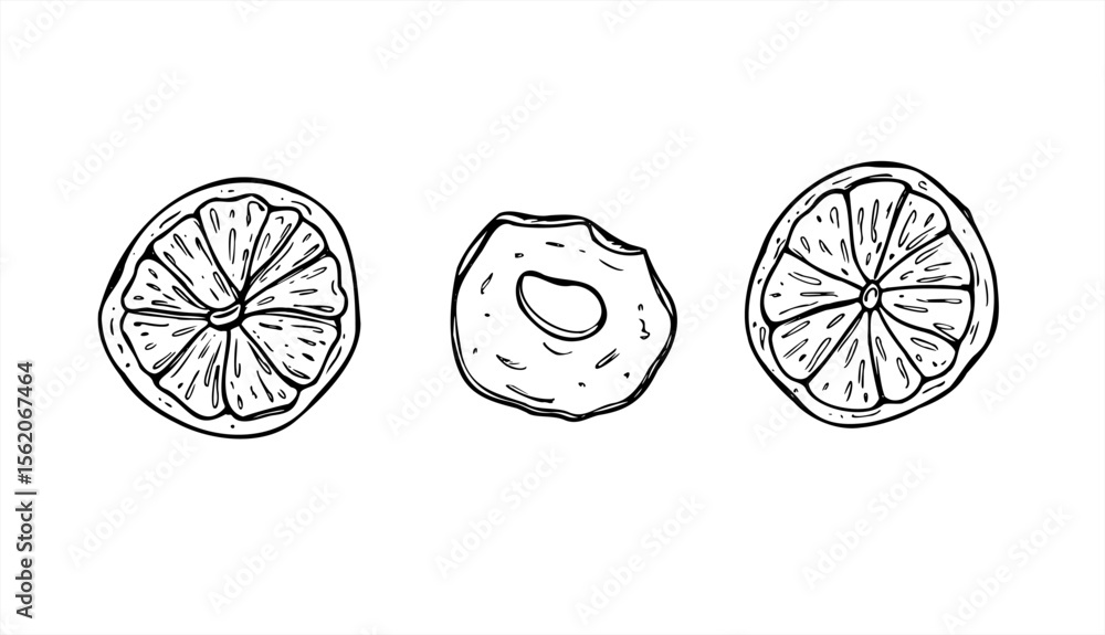 Dried orange and apple slices vector illustration painted by black inks. Winter fruits graphic sketch for winter drink garnish, holiday decor, festive packaging, tea label, Christmas craft Dried orange and apple slices vector illustration painted by black inks. Winter fruits graphic sketch for winter drink garnish, holiday decor, festive packaging, tea label, Christmas craft
