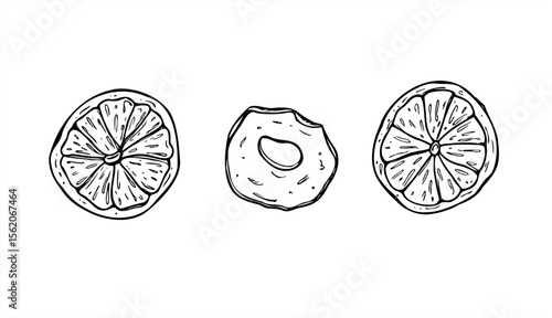 Dried orange and apple slices vector illustration painted by black inks. Winter fruits graphic sketch for winter drink garnish, holiday decor, festive packaging, tea label, Christmas craft