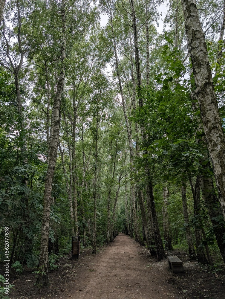 Fototapeta premium Path in the forest among the trees