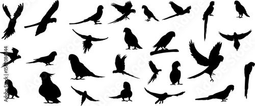 set silhouette parrot different breeds vector