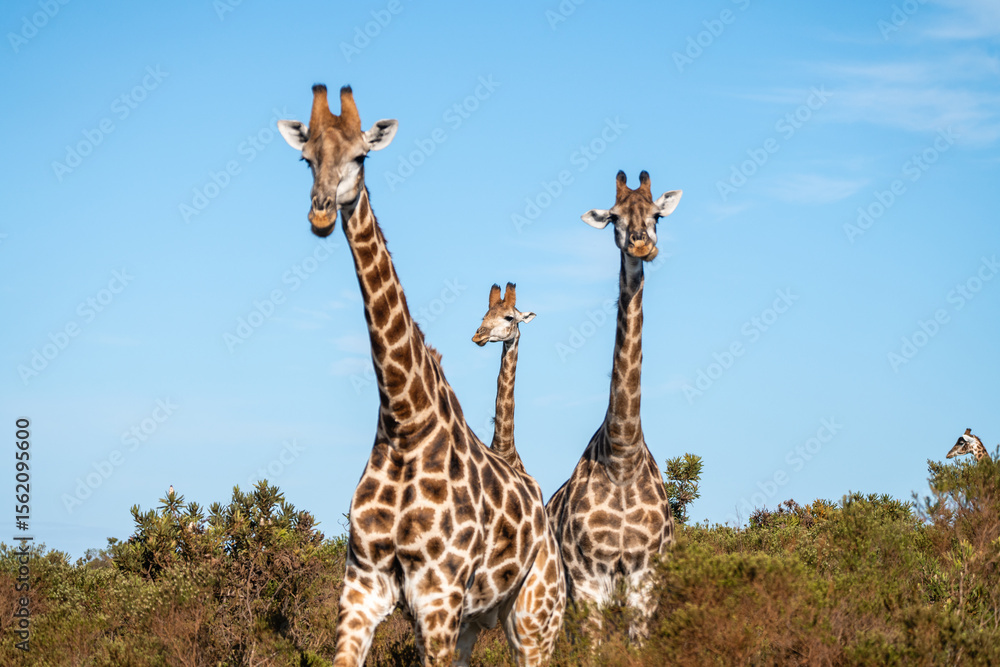 Fototapeta premium Giraffenfamilie in der afrikanischen Savanne