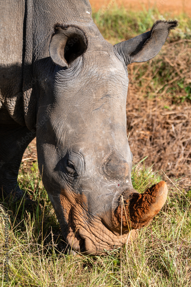 Obraz premium Weißes Nashorn beim Grasen in Südafrika