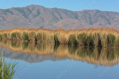 Common Reed Grass with reflections and mountains at Bear River Refuge in Utah in scenic spring view of marshland and mountains 