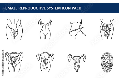 Female reproductive system icons in anatomical view. Outline illustrations of various stages and components of the female reproductive system.