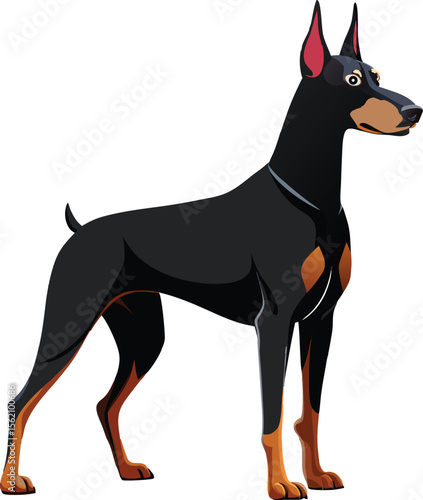 Black Doberman Pinscher standing alert black dog tan markings