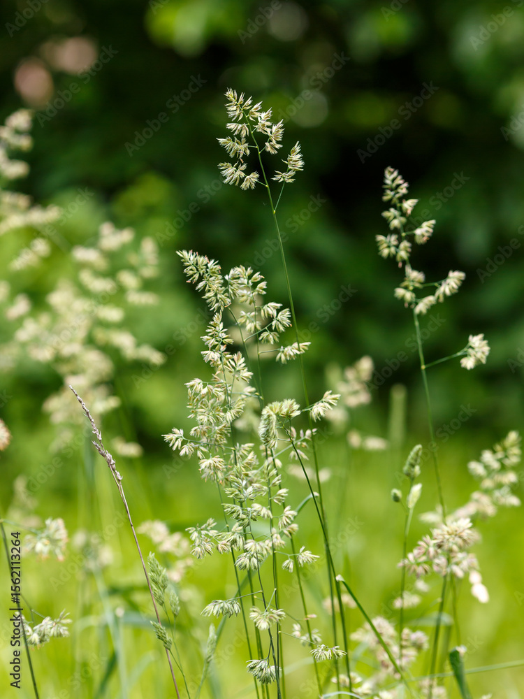 Fototapeta premium Cocksfoot ( Latin- Dactylis glomerata ) is a species of perennial herbaceous plants of the genus Cocksfoot ( Dactylis ) of the family Poaceae