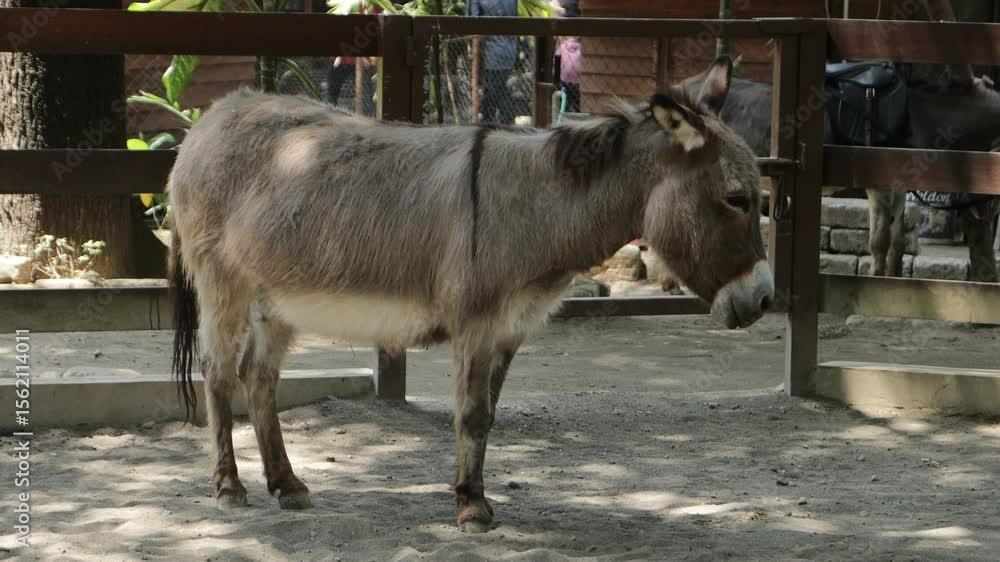 donkey standing in farm pen, rustic countryside livestock scene donkey standing in farm pen, rustic countryside livestock scene
