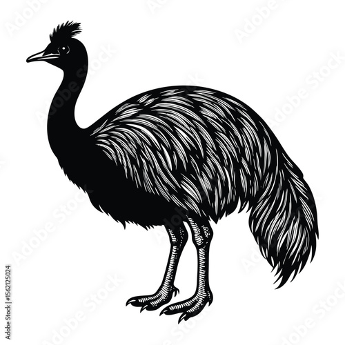 Monochrome Illustration of an Emu a Large Flightless Bird Native to Australia