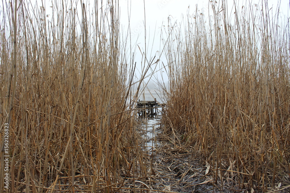 Obraz premium Fishing bridge in the reeds