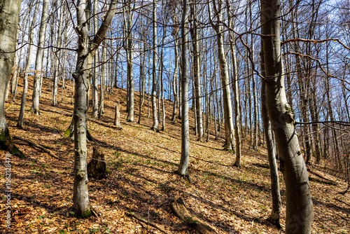 Fototapeta Naklejka Na Ścianę i Meble -  Bukowy las w słoneczny letni dzień. 