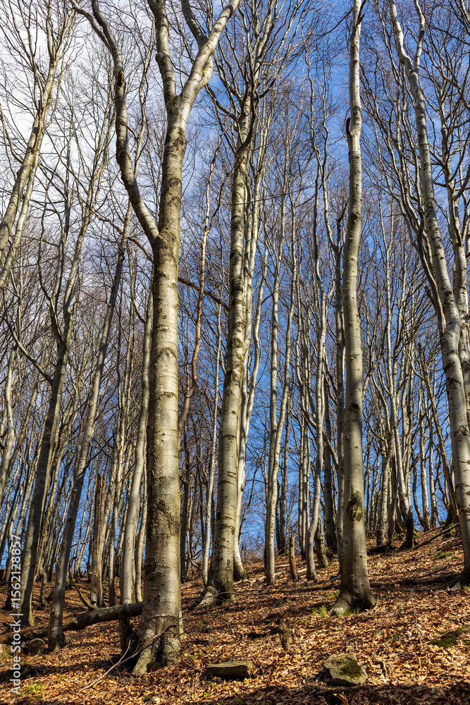 Fototapeta premium Bukowy las w słoneczny letni dzień.