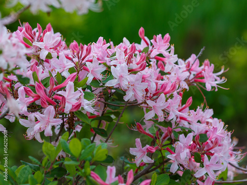 Tableau sur toile Rhododendron periclymenoides ( Latin- Rhododendron periclymenoídes ) is a decidu