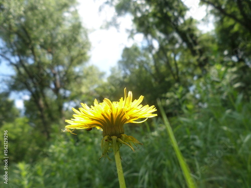 Blooming dandelions