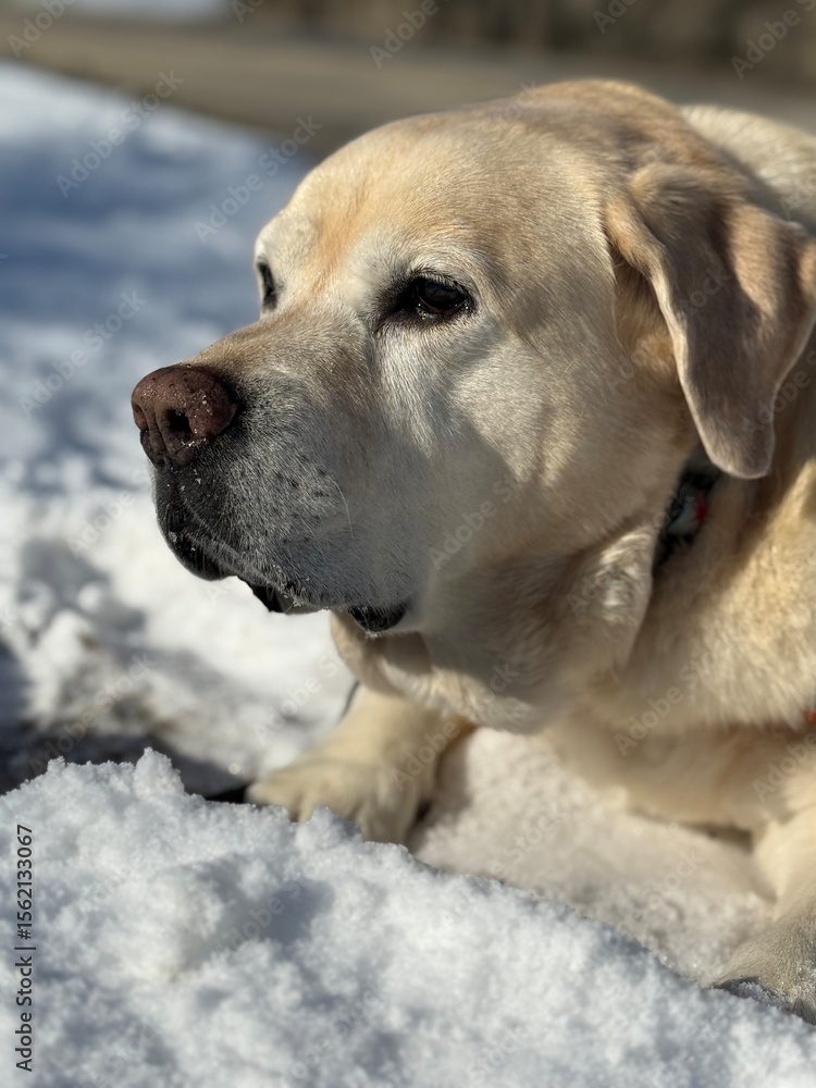 Yellow lab relaxing in the snow Yellow lab relaxing in the snow