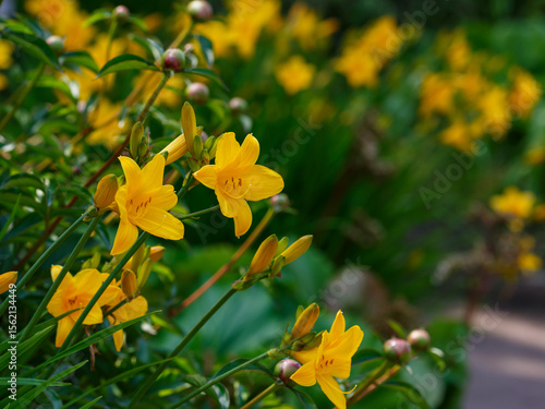 Valokuva Hemerocallis middendorffii, known as Amur daylily, is a plant species in the sub