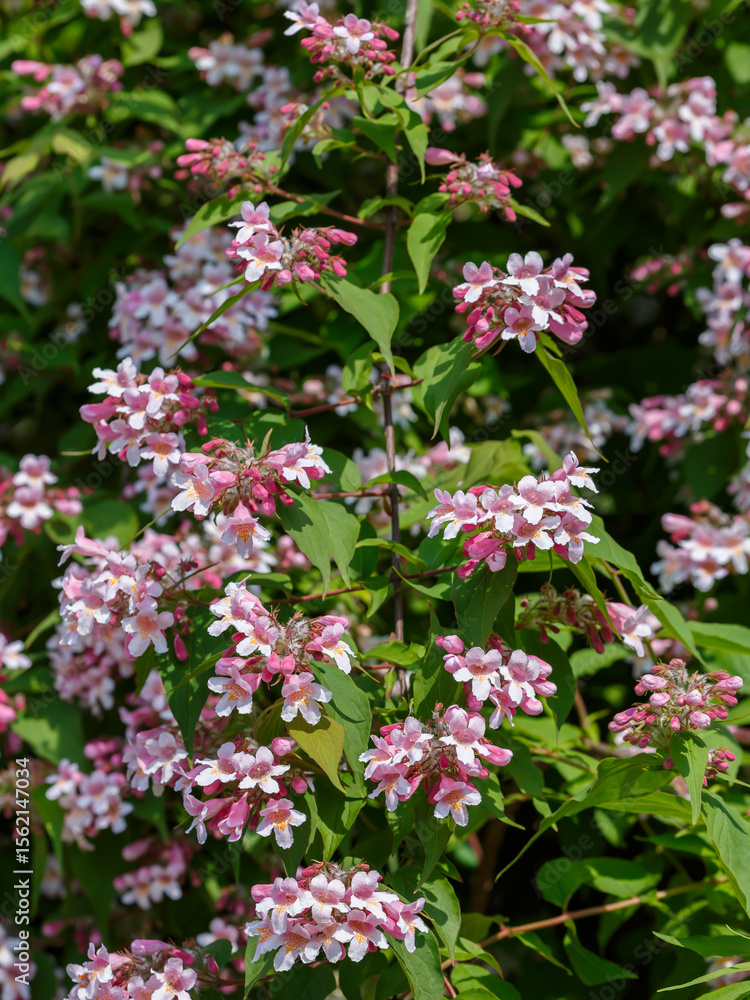 Fototapeta premium Kolkwitzia amabilis is a deciduous shrub that blooms profusely with bell-shaped flowers