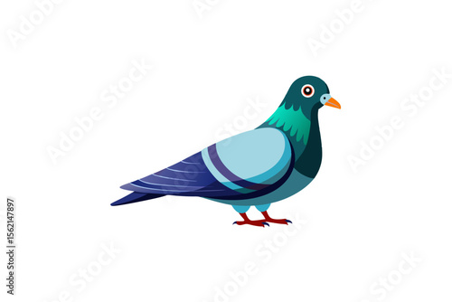 pigeon on white background