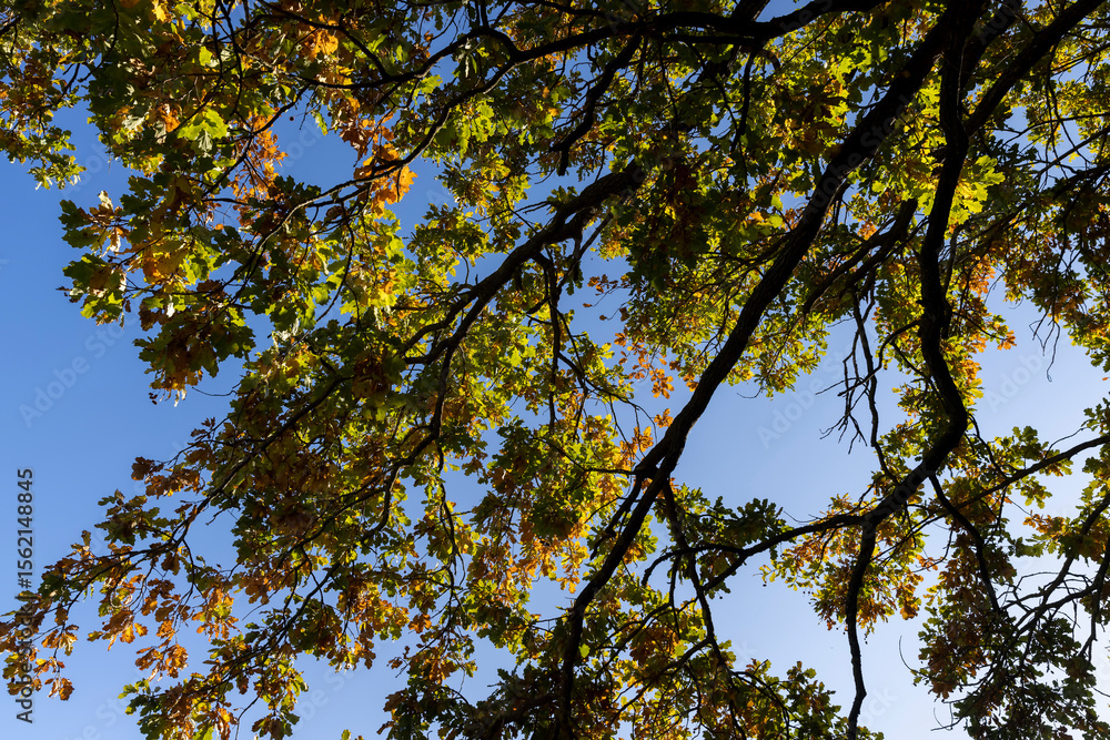 Fototapeta premium changes in oak foliage in the autumn season in sunny weather