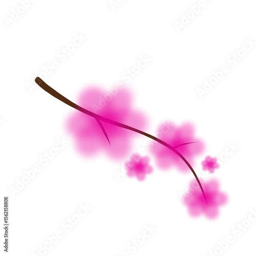 cherry blossoms