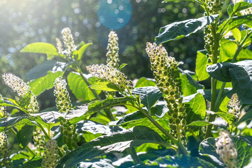 Fototapeta premium Sunlit green leaves and flowering plant in natural garden setting. Phytolacca acinosa, the Indian pokeweed