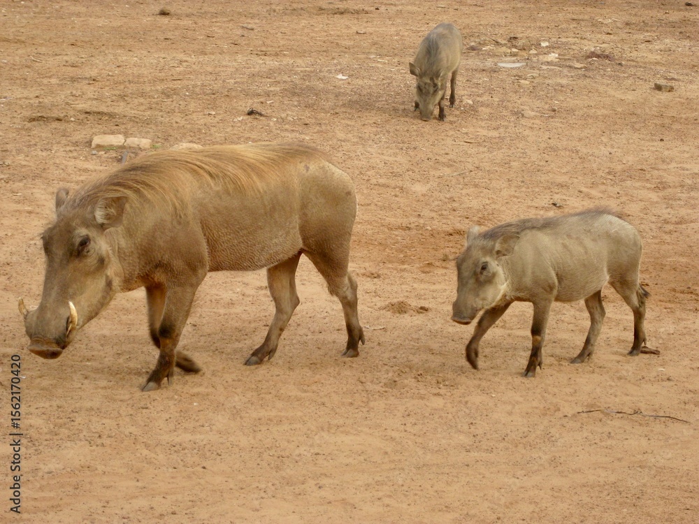 Fototapeta premium warthog in the wild
