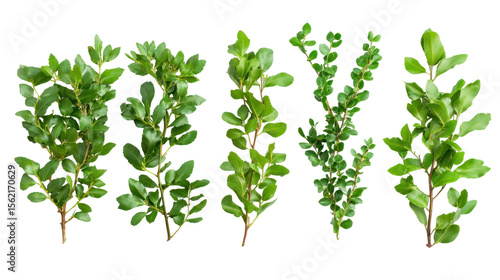 Wallpaper Mural  Set of Ilex Aquifolium - Cluster of English holly (Ilex aquifolium) shrubs with green spiny leaves on transparent background Torontodigital.ca