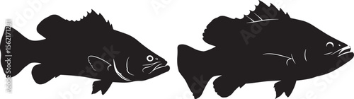tropical barramundi fish silhouette vector illustration