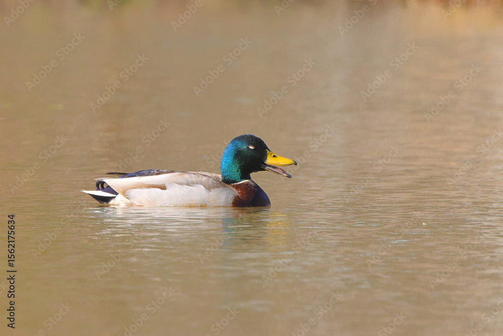 Obraz premium Handsome male mallard duck green head paddling on a pond. 