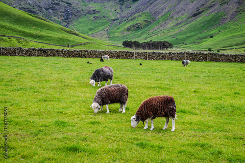 Sheep with beautiful curly brown fleece grazes on fresh green grass in a farmyard at the foot of the Lake District fells 2