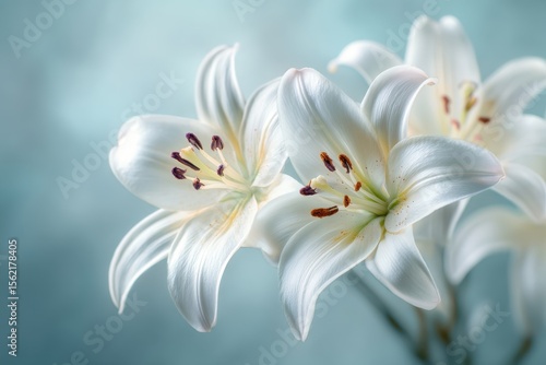 Elegant white lily bouquet for sympathy cards, tranquil backdrop for memorial tributes, soft-focus nature composition, serene floral details for remembrance occasions