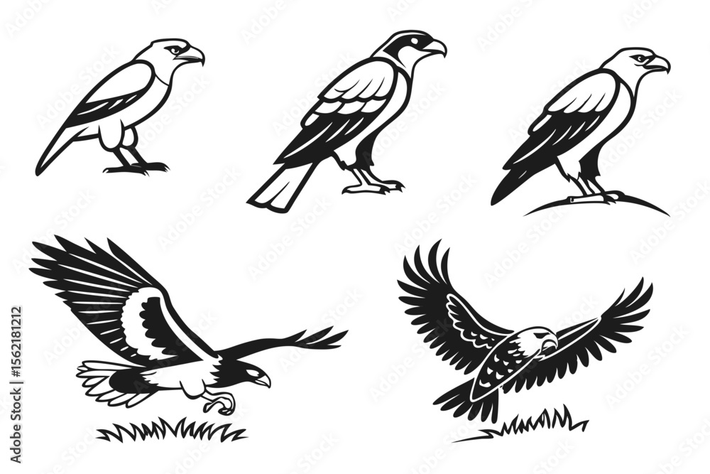 Obraz premium collection of birds