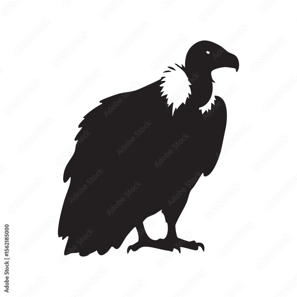 Fototapeta premium Black silhouette of a vulture bird with a white collar isolated on white background silhouette