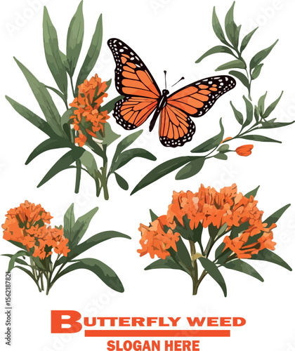 Butterfly weed flower vector white background .