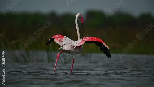 Injury flamingo 