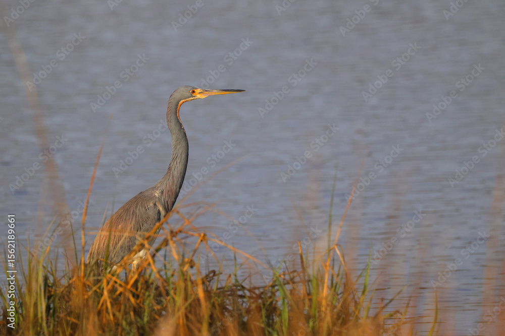 Naklejka premium Great blue heron in saltwater marsh habitat. 