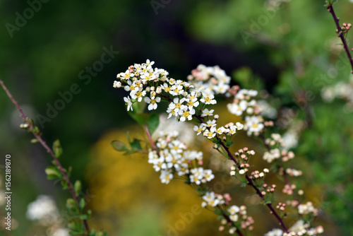 White flowers of Spiraea hy...