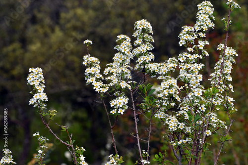 White flowers of Spiraea hy...