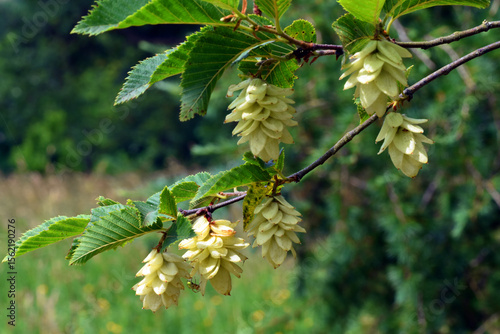 Leaves and fruits of the American hophornbeam (Ostrya virginiana