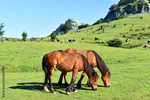 Horses in the meadows of Ar...