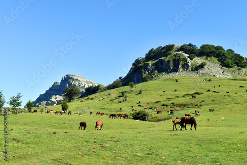 Horses in the meadows of Arraba. Gorbeia or Gorbea Natural Park