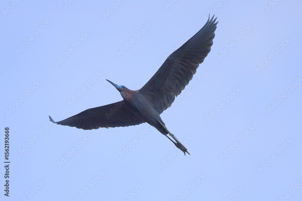 Fototapeta premium little blue heron in flight