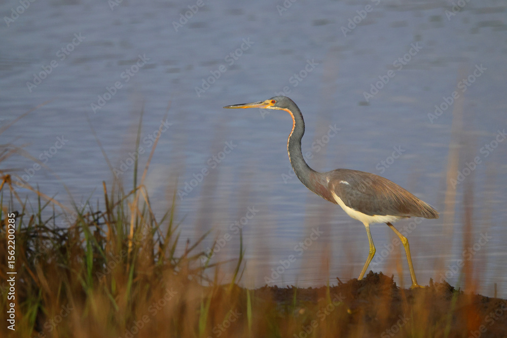 Fototapeta premium Great blue heron in saltwater marsh habitat. 