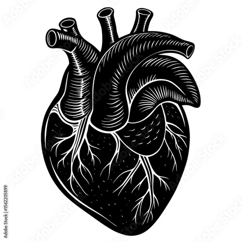 Detailed Anatomical Illustration of a Human Heart for Medical or Educational Purposes